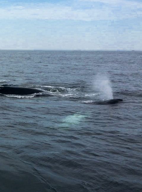 voir-baleines-boston