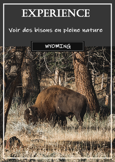 voir-bison-yellowstone