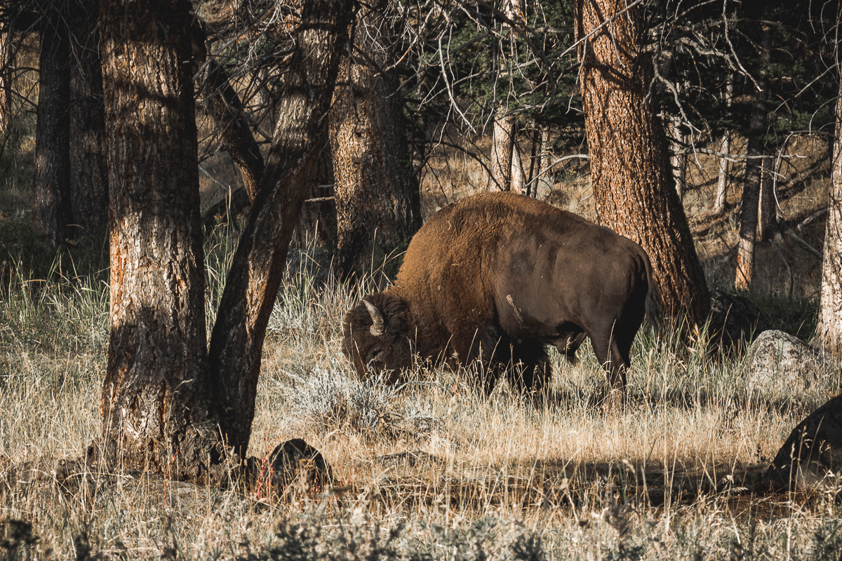 conseils-voir-bison-yellowstone