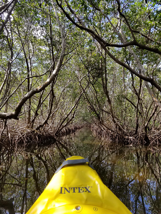 faire-kayak-mangroves-floride